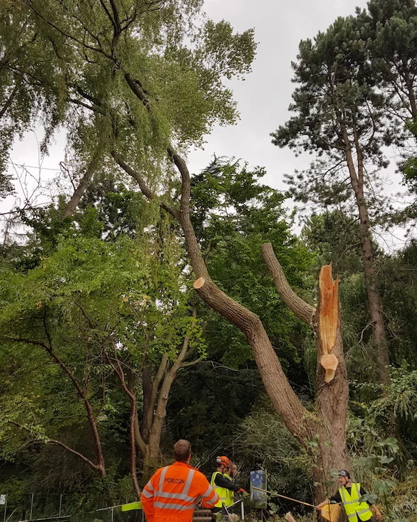 emergency tree work