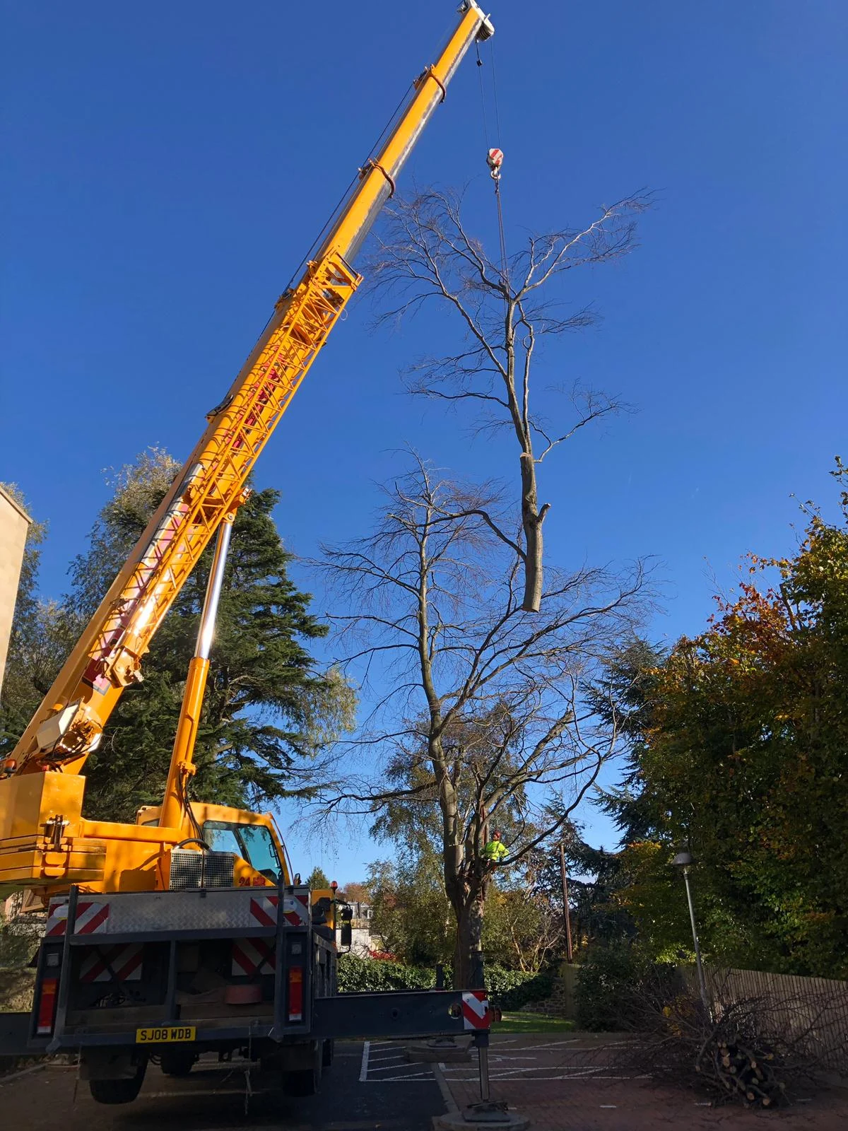 tree surgery with crane in edinburgh