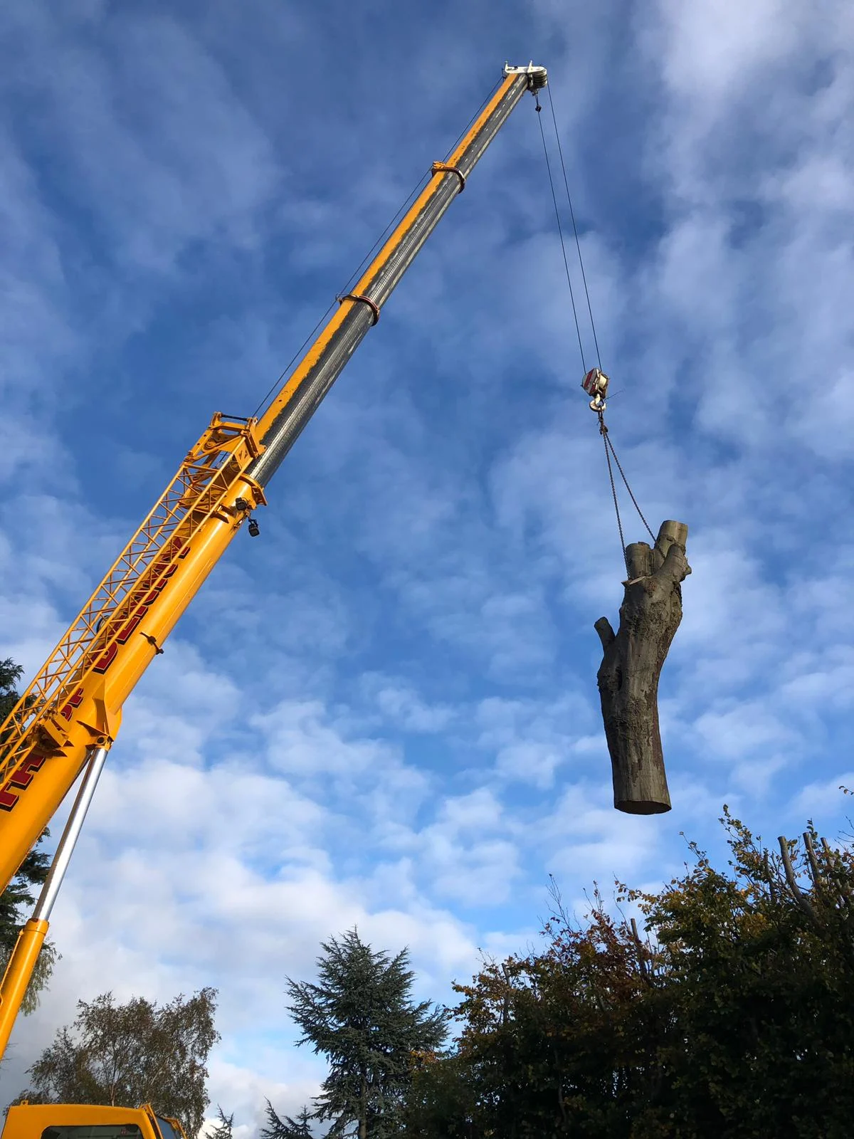 edinburgh tree surgeon crane removal