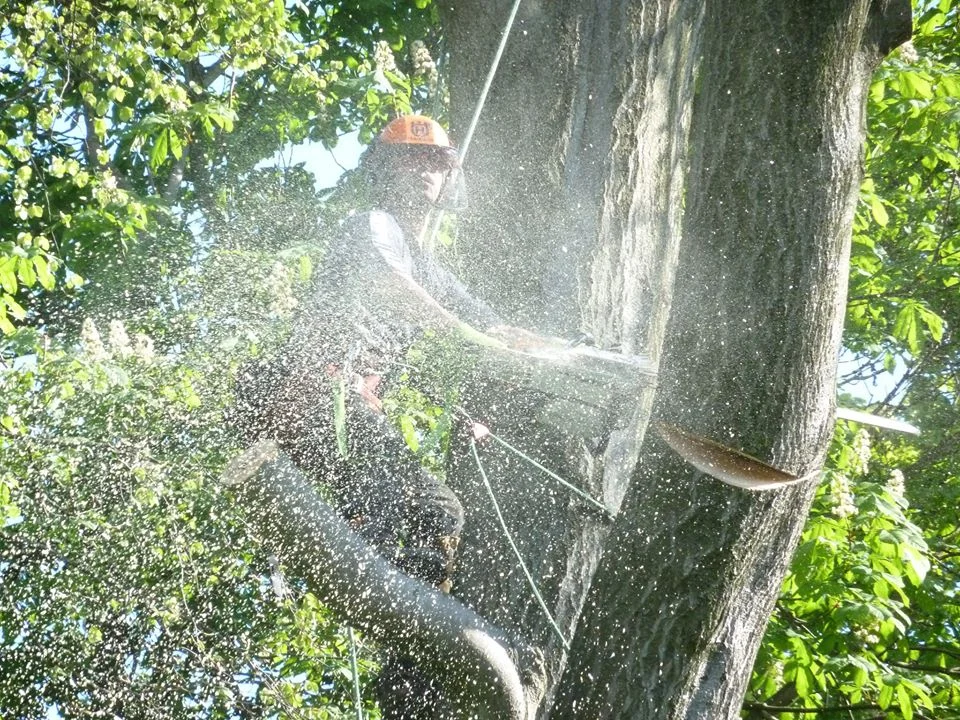 336987 10150589629072176 426595700 o