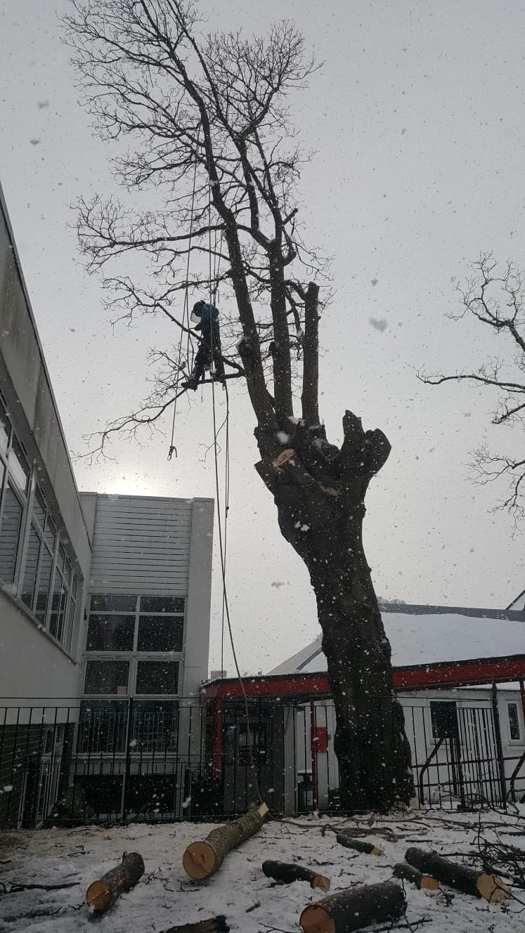 school site tree removal.