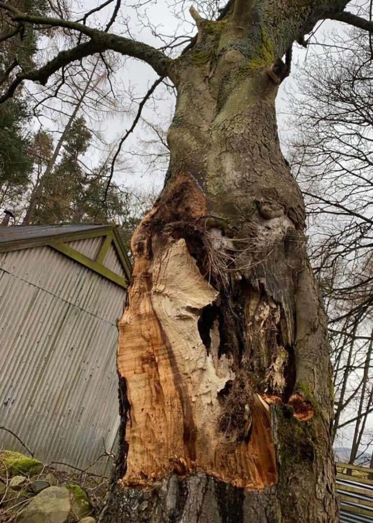 Decayed Sycamore Tree Removal in Peebles Thomson Trees Ltd