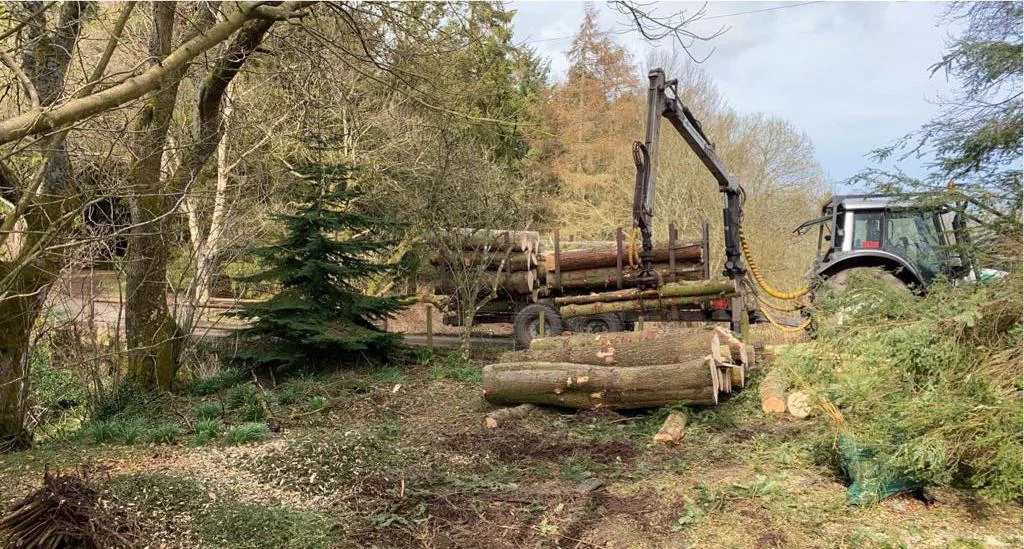tree felling in Ninemileburn near Penicuik.
