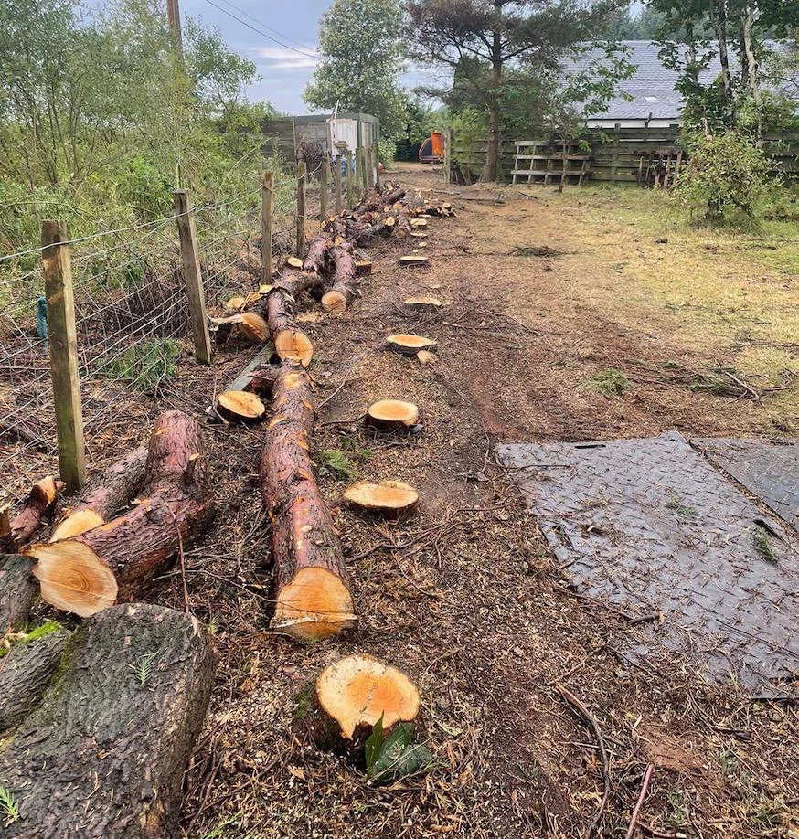 Felling conifer hedgerow near Biggar.