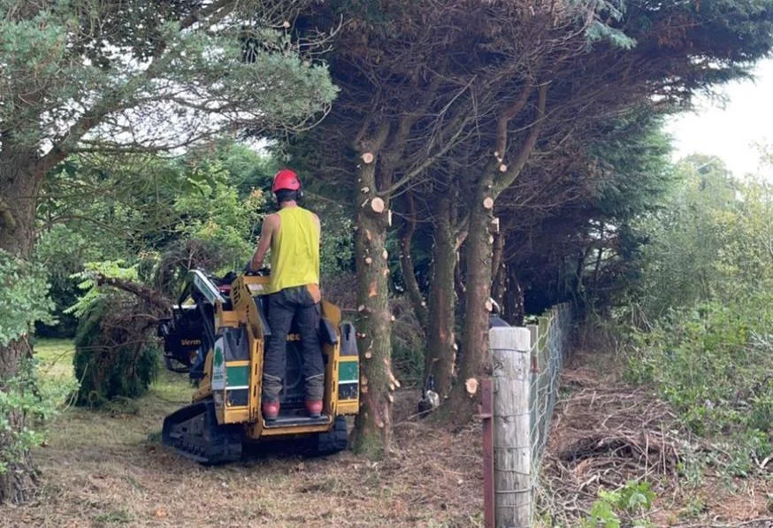 Conifer hedge removal near Biggar.