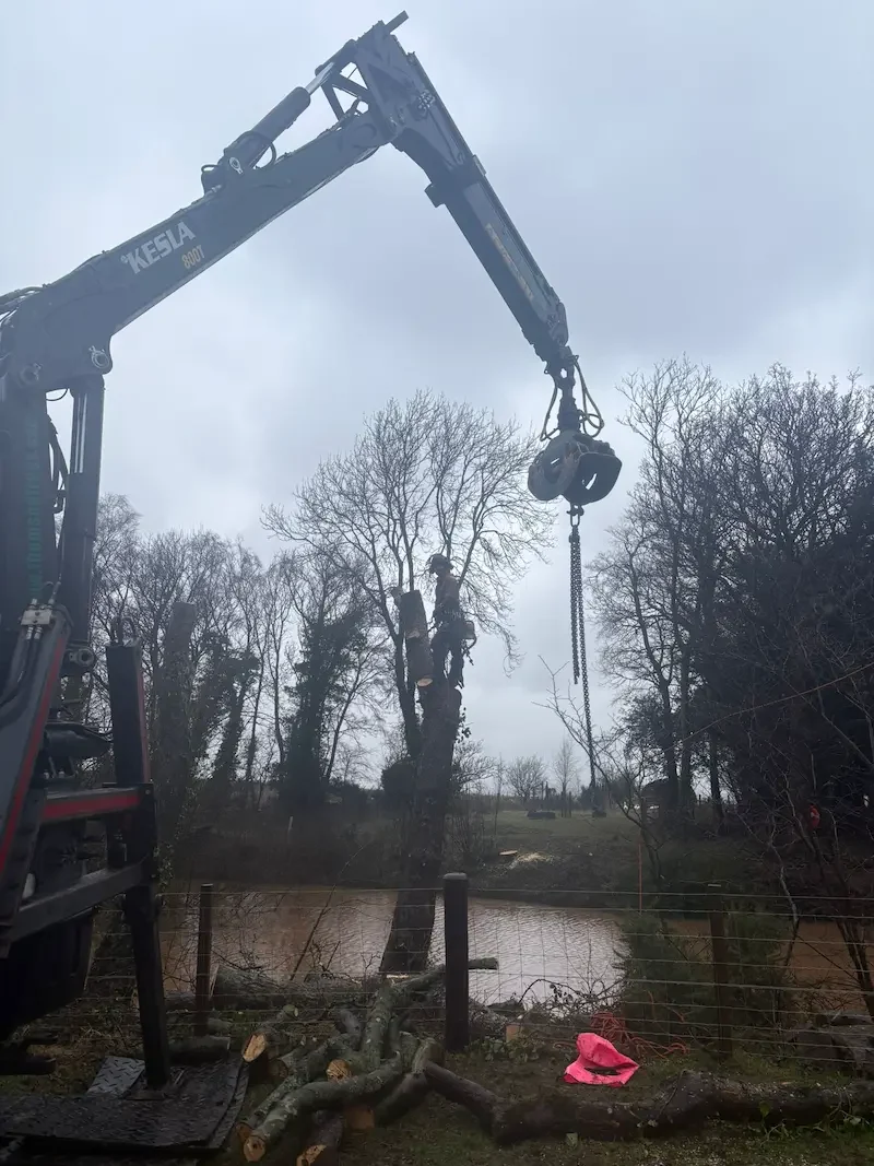 Crane removal of tree trunk in Dunbar