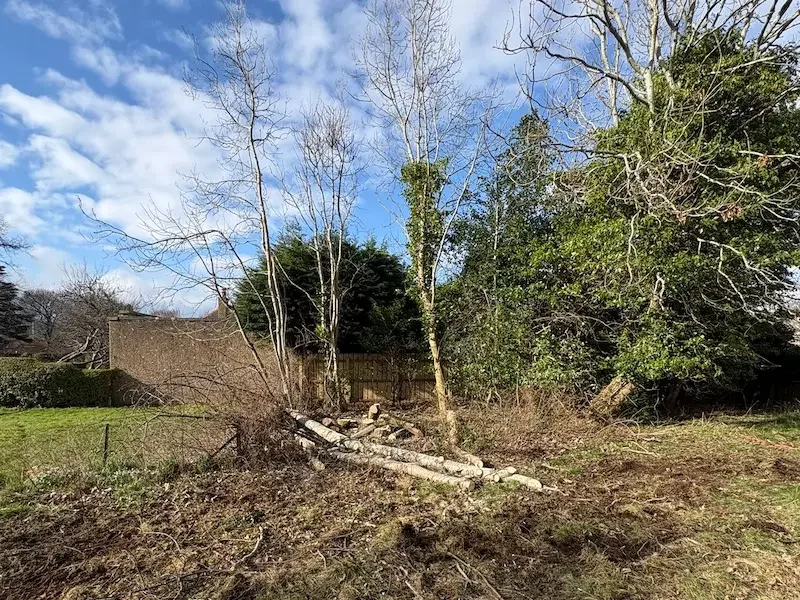 Tree felling in Buckstone