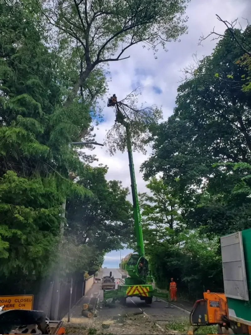 Dangerous tree removals in roadside locations in Edinburgh