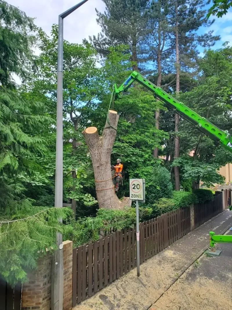 Safe removal of dangeorus trees by professional tree surgeons in Morningside and Edinburgh