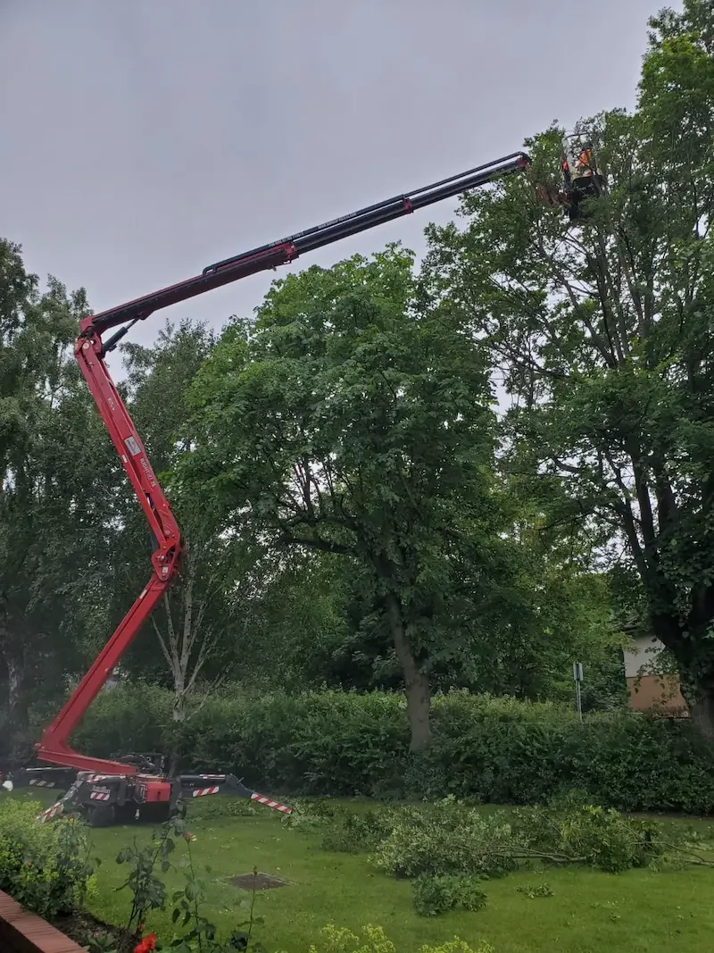 Spider access MEWP for reducing broadleaf trees
