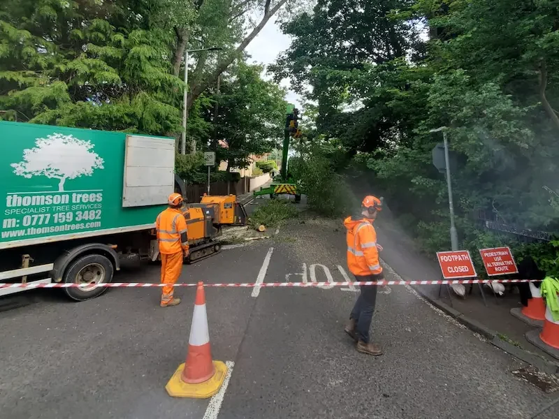 Tree removal in Morningside, Edinburgh