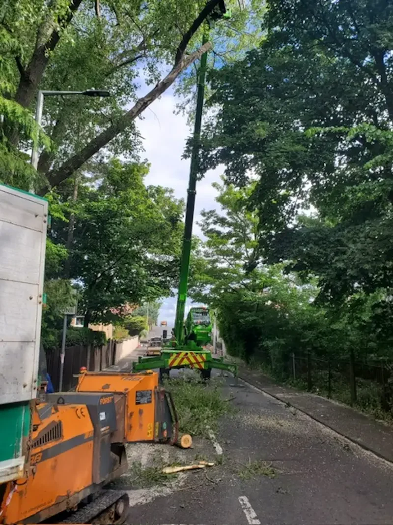Tree removal using roto telehandler for speed and safety