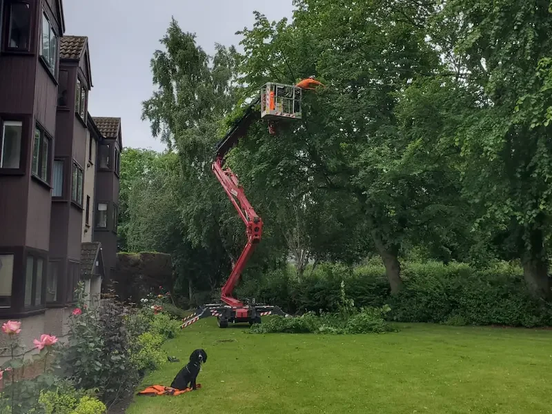 Tree surgery in Portobello